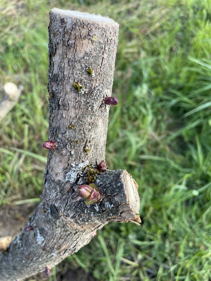 De eerste knoppen van de laat geädopteerde Seringenboom komen te voorschijn...er is hoop