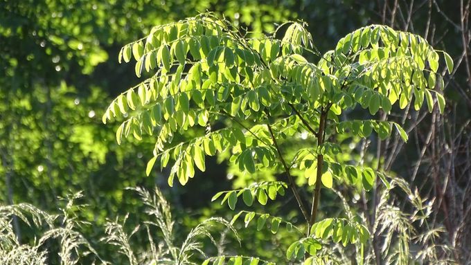 Robinia pseudo acacia is in de weer... (foto CdC)
