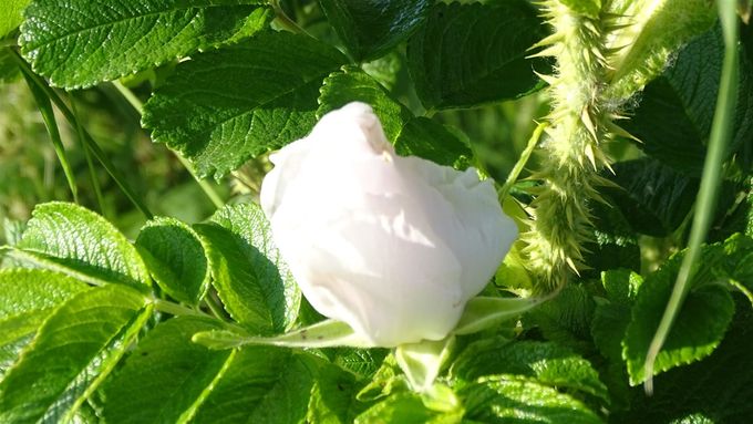 De geur van Rosa rugosa alba is bedwelmend heerlijk en wacht op het moment dat de witte bloem zich opent... (foto CdC)