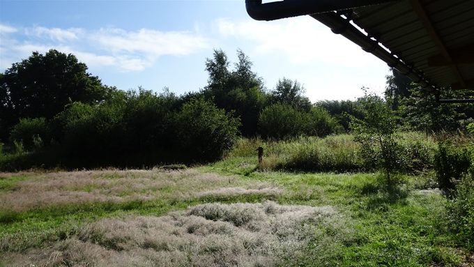 Het Struisgras domineert het weike..., wil zeggen dat de grond armer wordt wat de bedoeling is natuurlijk...(foto CdC)